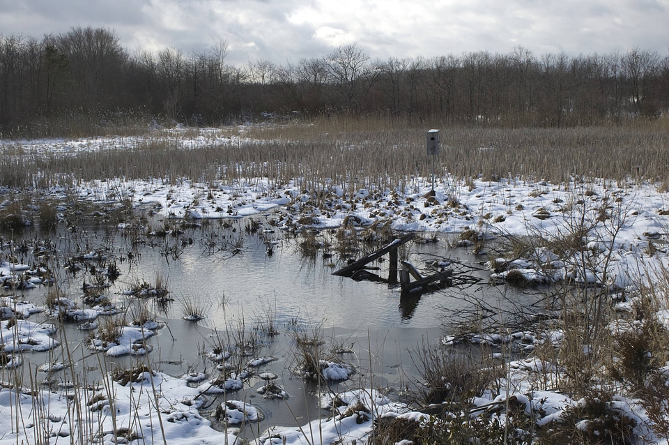 Birdhouse in wetland area
