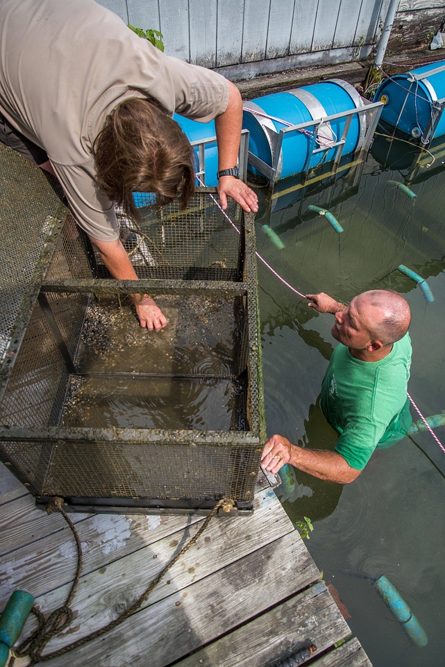 FWS employee checking floating mussel cages at state dock, Lake Cumberland-4