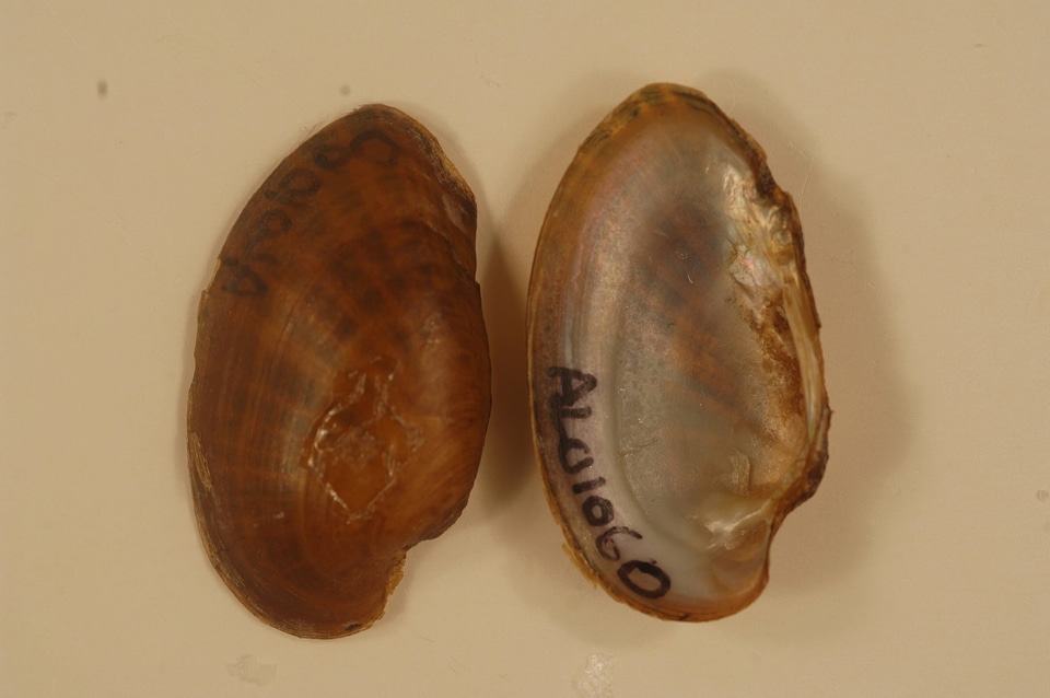 Hamiota australis-1
