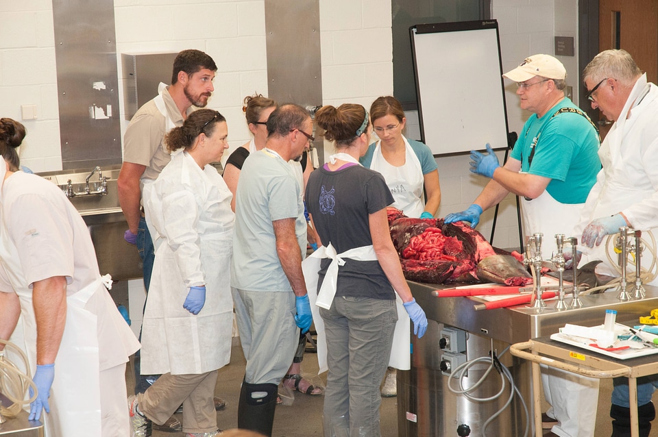 Marine Mammal Stranding Course at NCTC-2