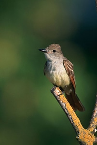 Brown-crested flycatcher
