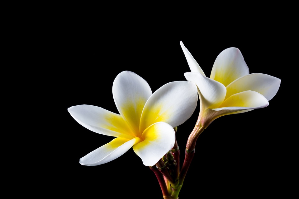 Frangipani plumeria white