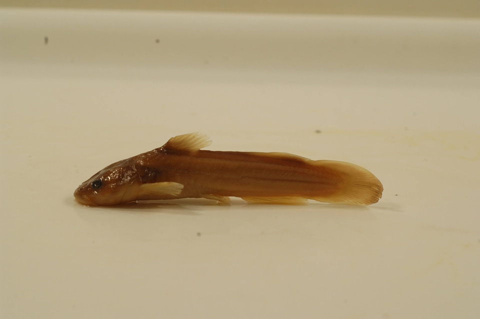 Noturus flavus-2