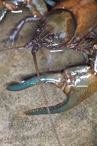 New River Crayfish