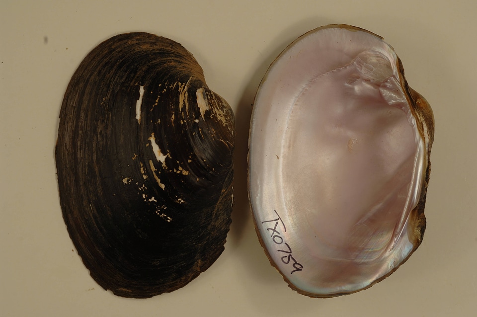 Cyrtonaias tampicoensis-2