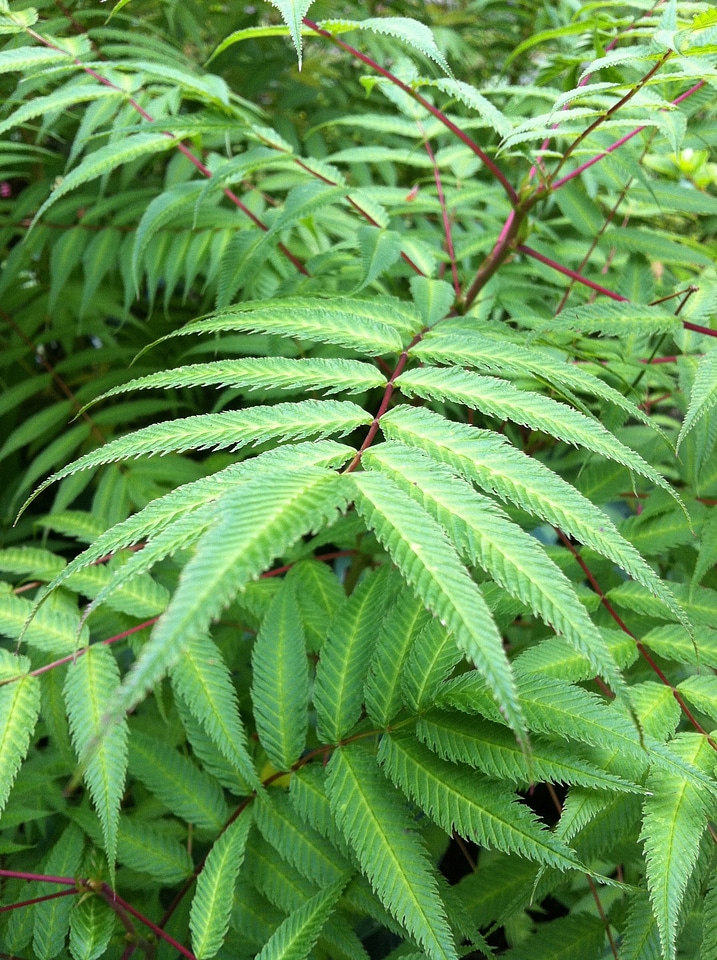 Tropical green foliage