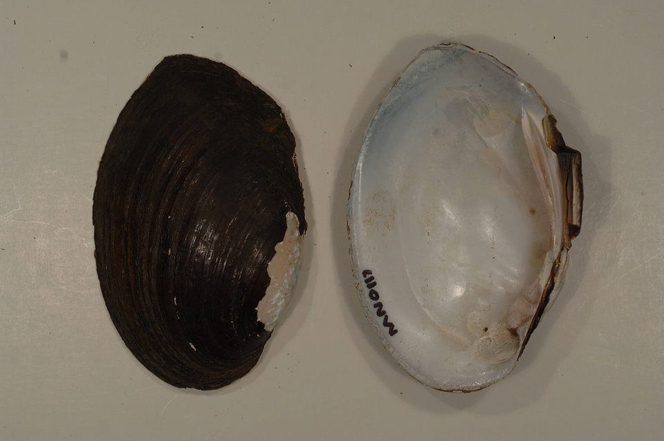 Ortmanniana ligamentina-1