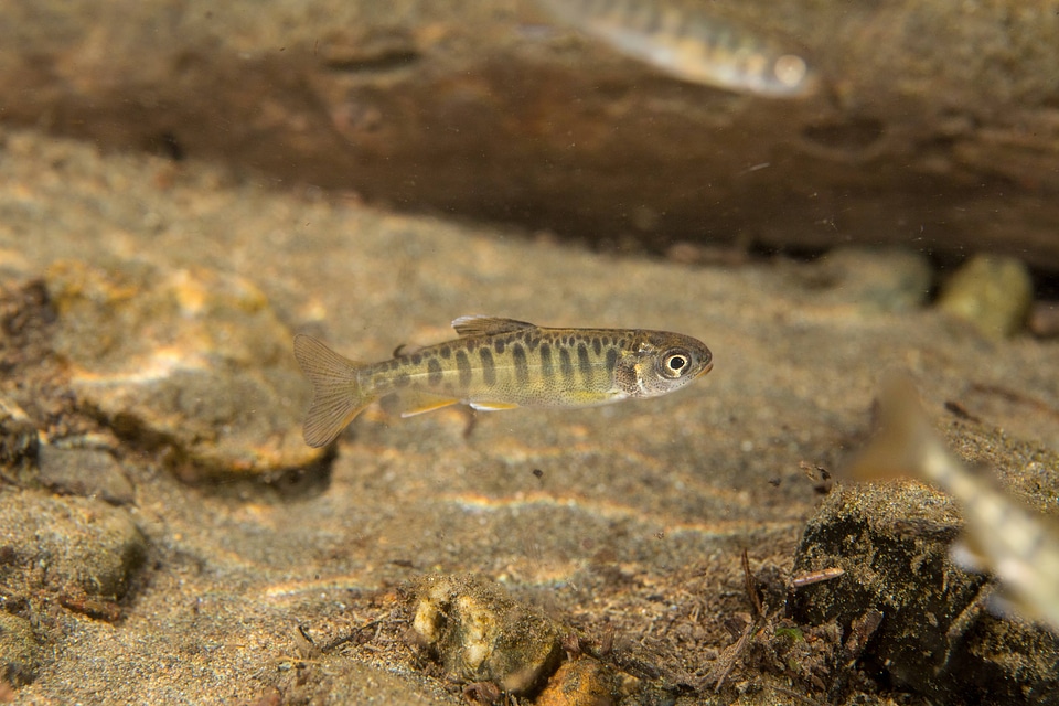 Juvenile Chinook salmon-2