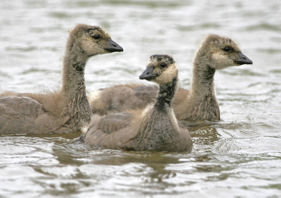 Cackling Canada goose goslings