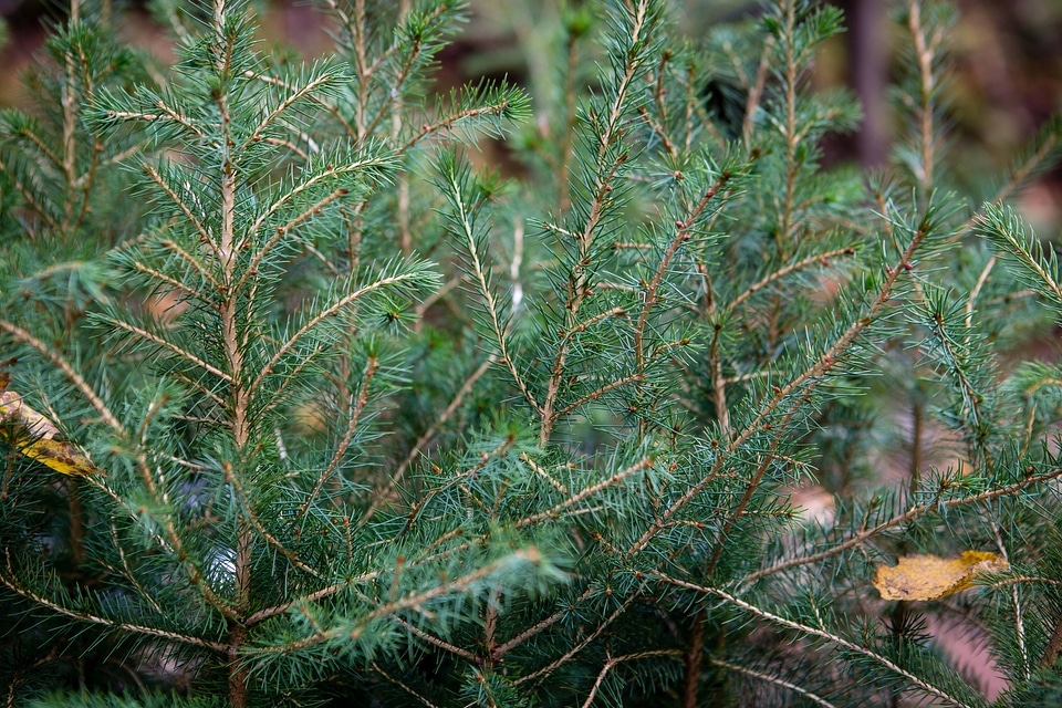 Red Spruce saplings photo