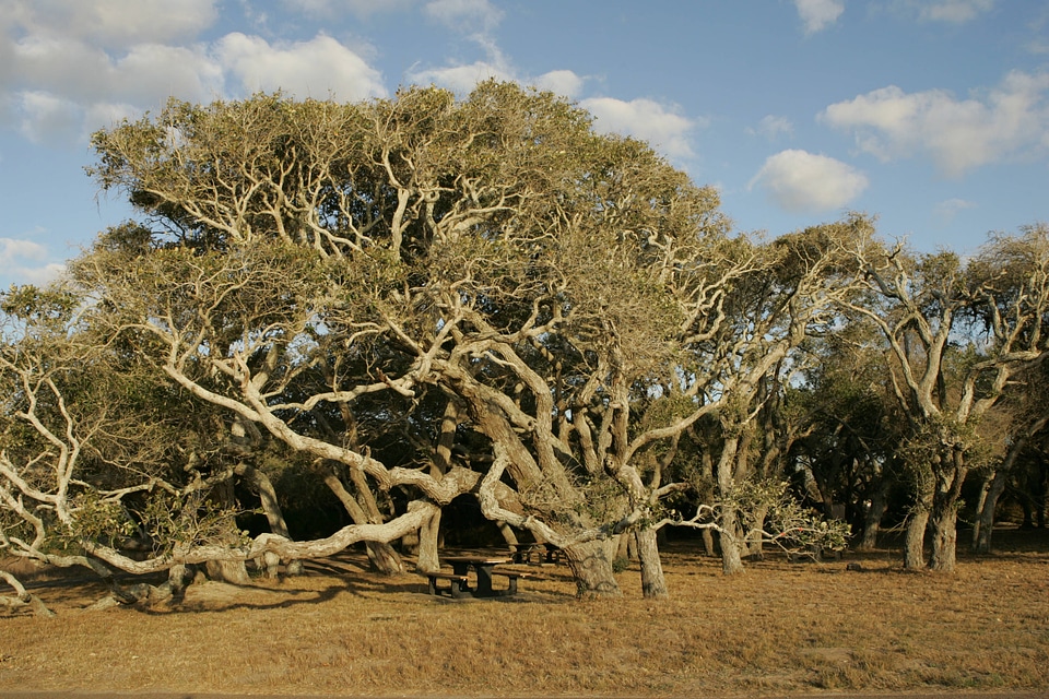 Grove of tress bent by the wind through time