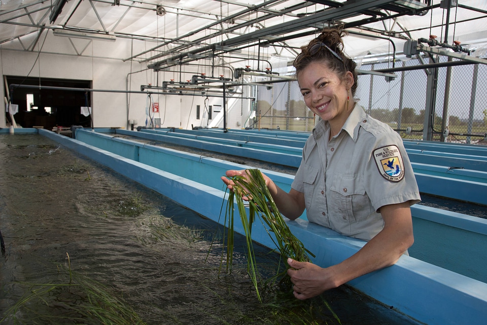USFWS biologist holds Texas Wild Rice