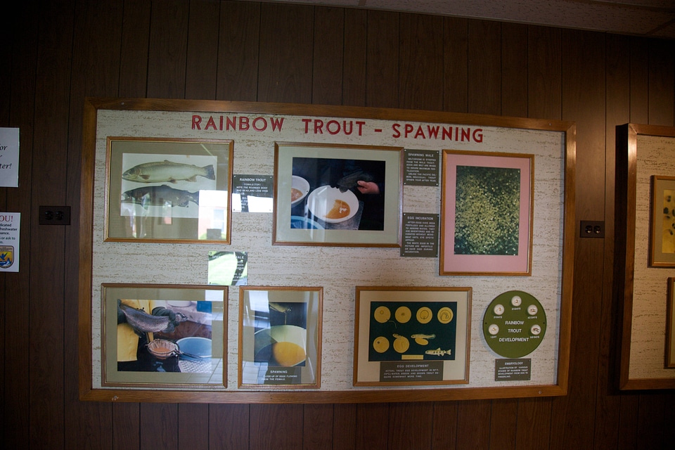 Rainbow trout spawning exhibit