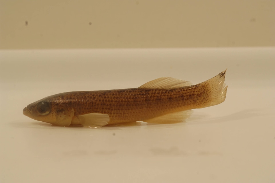 Fundulus catenatus-2