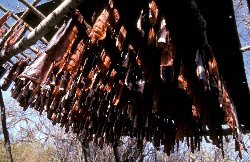 Salmon on drying racks