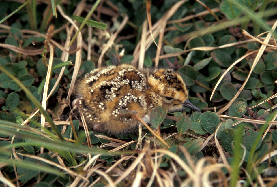 Rock Sandpiper chick Hall Island
