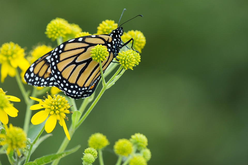 Monarch butterfly on flower-2