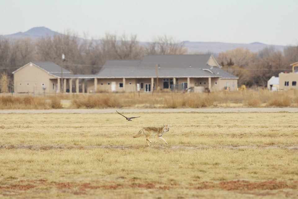 Coyote and falcon in refuge field