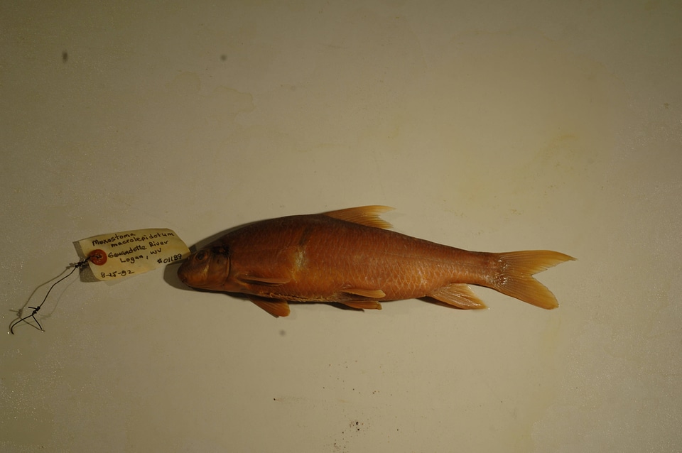 Moxostoma macrolepidotum-1