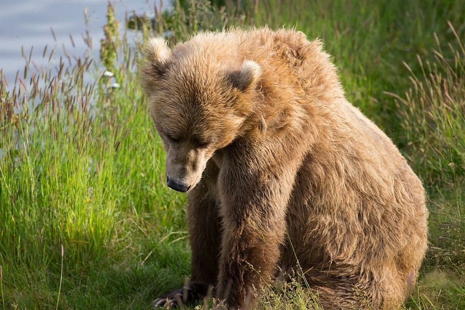 Kodiak brown bear-1