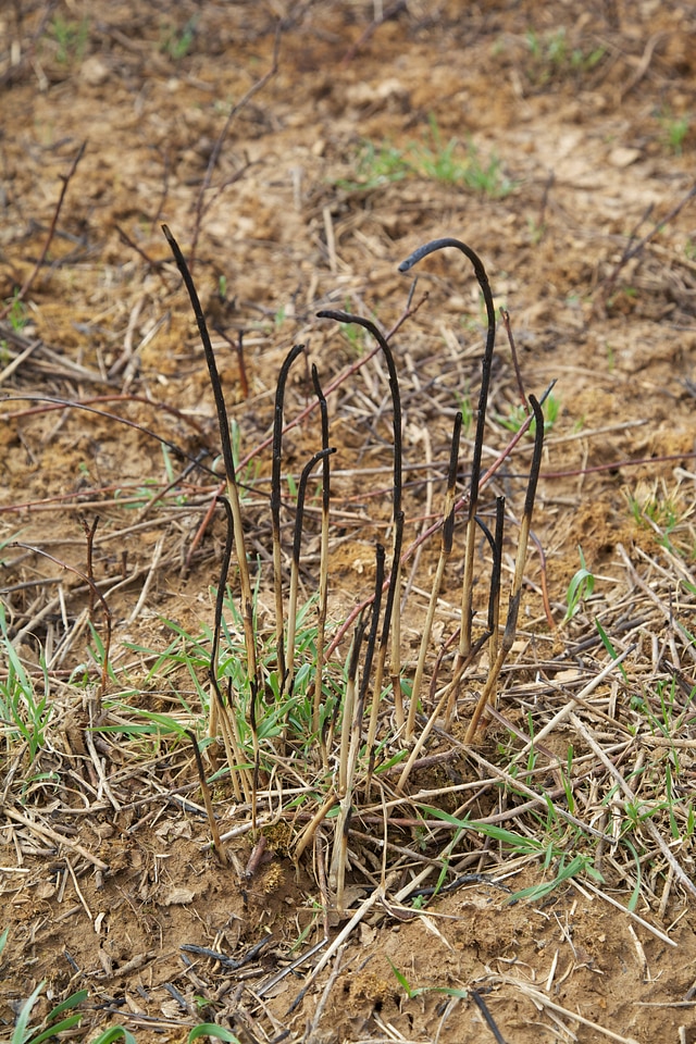Prescribed burn regrowth of Big Bluestem grasses-3