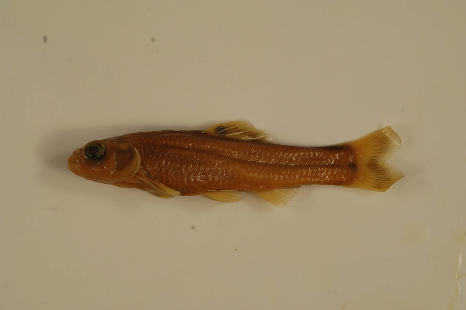Opsopoeodus emiliae