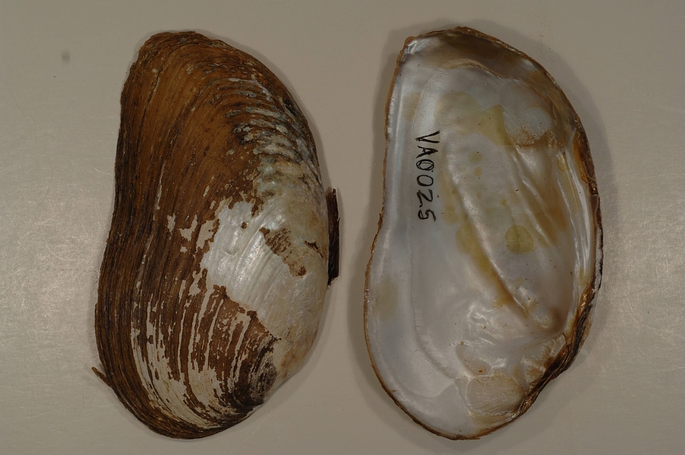 Ptychobranchus fasciolaris-1