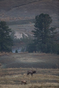 Bull Elk scenic-2 photo