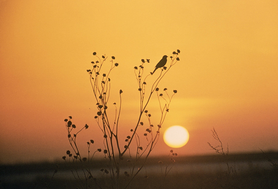 Sunset at Tewaukoa National Wildlife Refuge