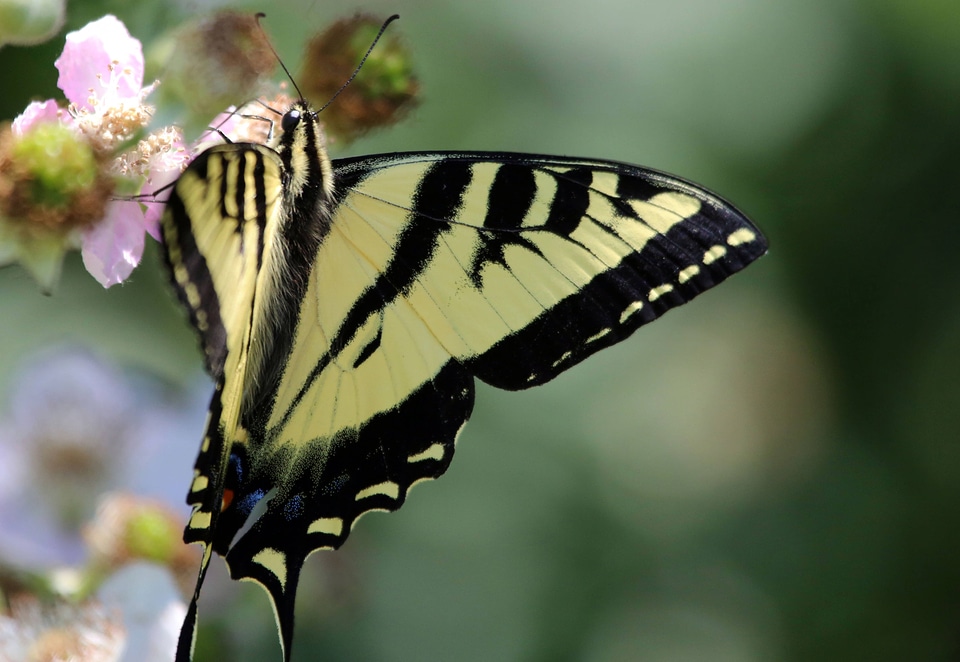 Western tiger swallowtail on flower