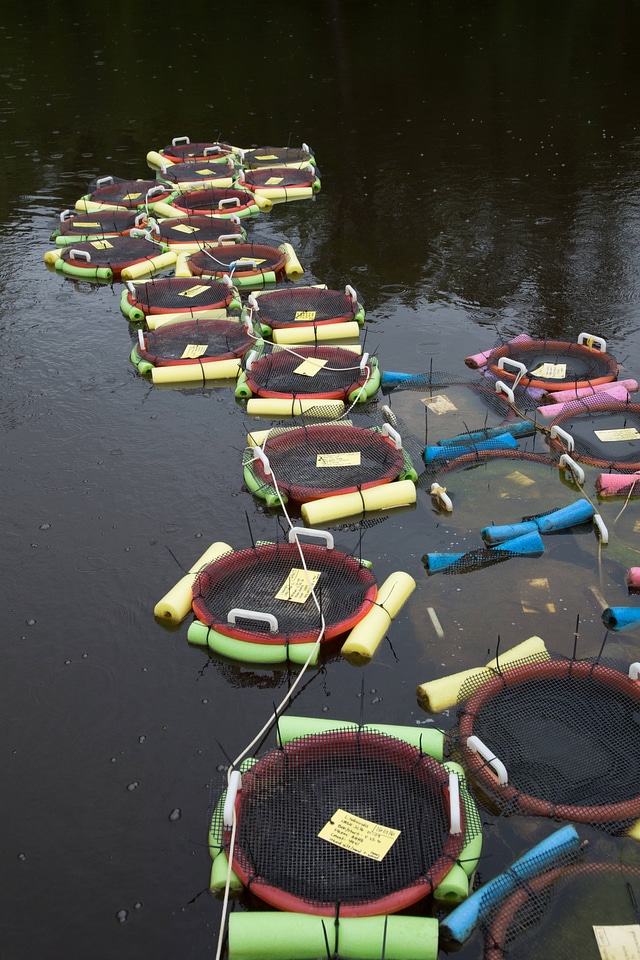 Floating basket-1