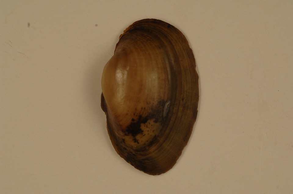 Lampsilis higginsii (outside)