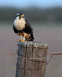 Northern Aplomado Falcon-1