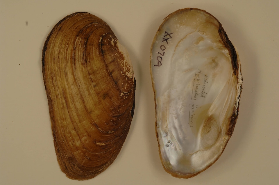 Ptychobranchus fasciolaris-1