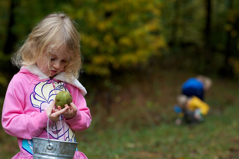 Child examines a walnut