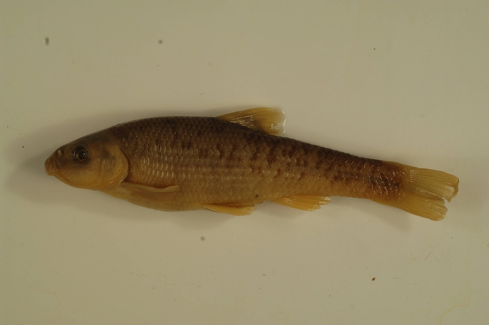 Campostoma pauciradii