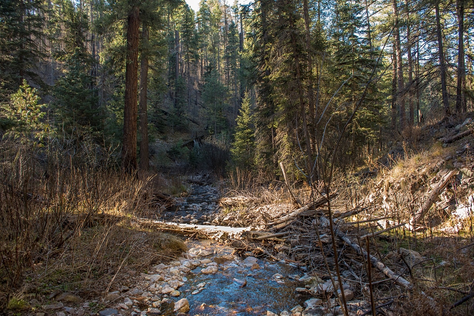 Mineral Creek in Gila National Forest-1