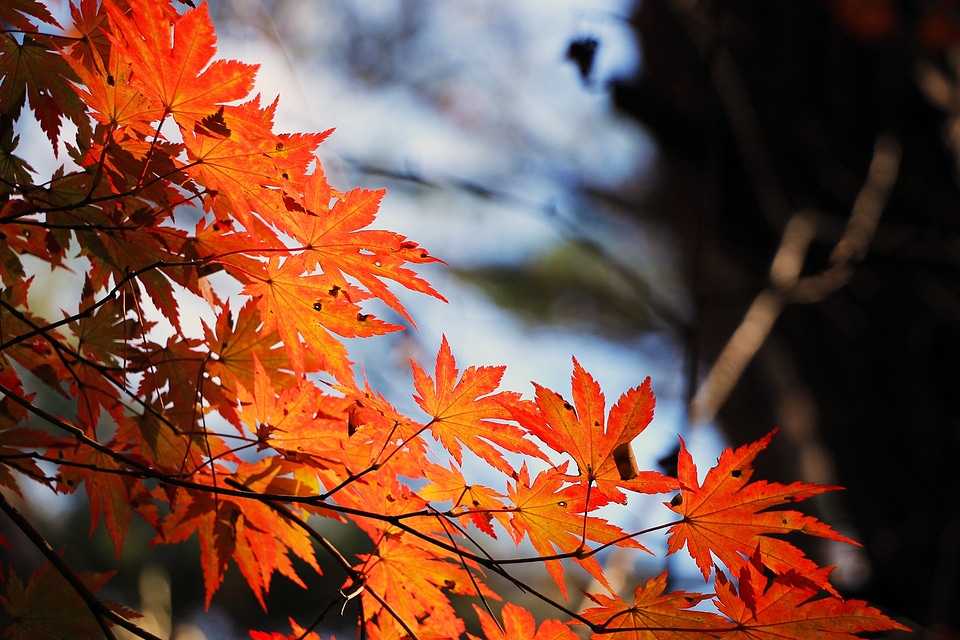 Wood leaves maple