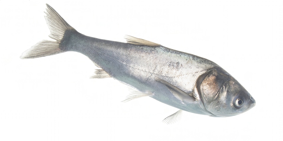 Silver carp-2