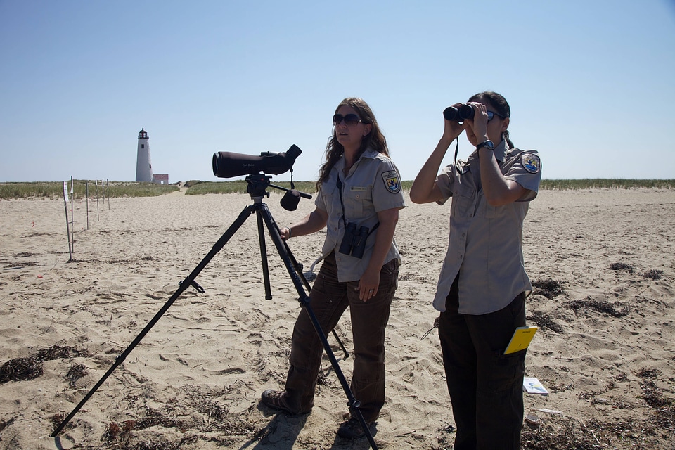 Service biologists study shorebirds