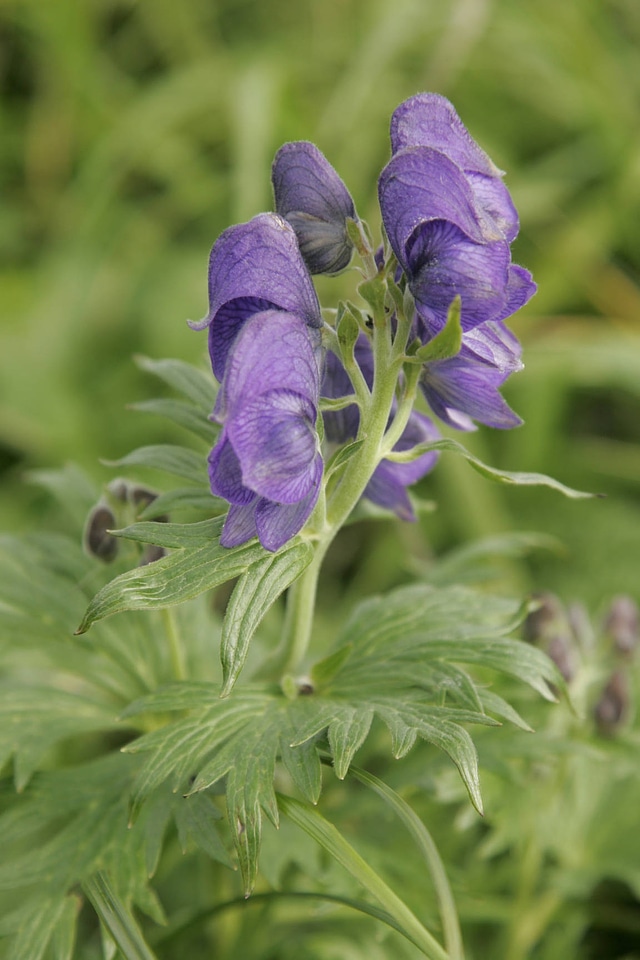 Arctic lupine flower spike