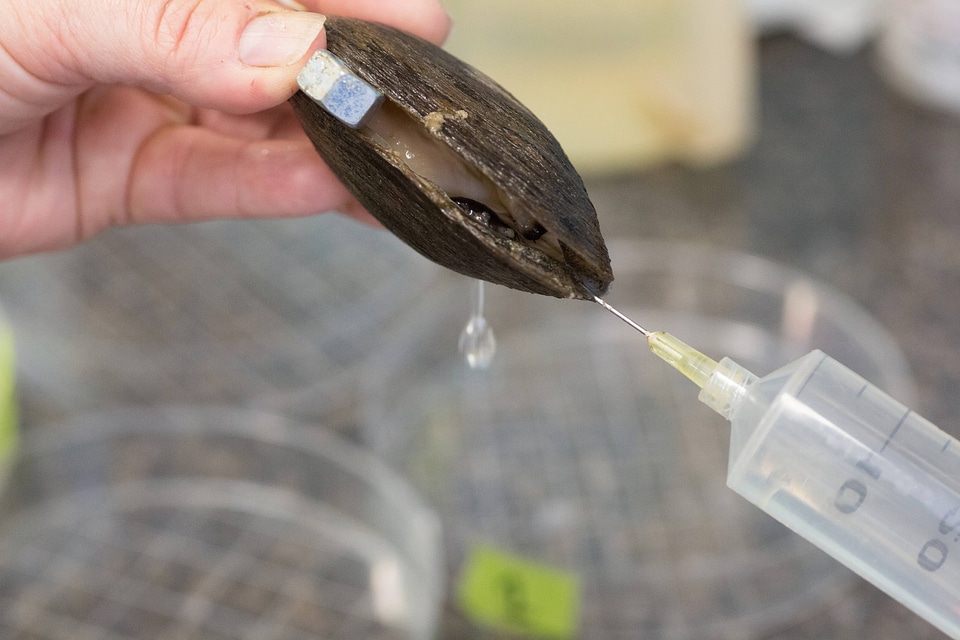 Extracting glochidia from freshwater mussel-1