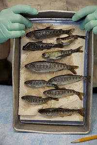 Lower Columbia River Fish Health Center laboratory fish sampling-3 photo