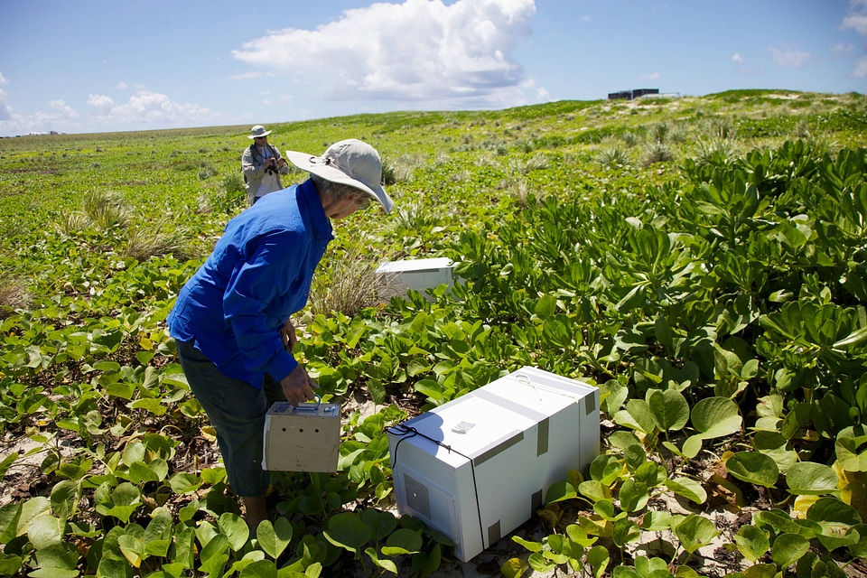 Nihoa Millerbird Translocation-1