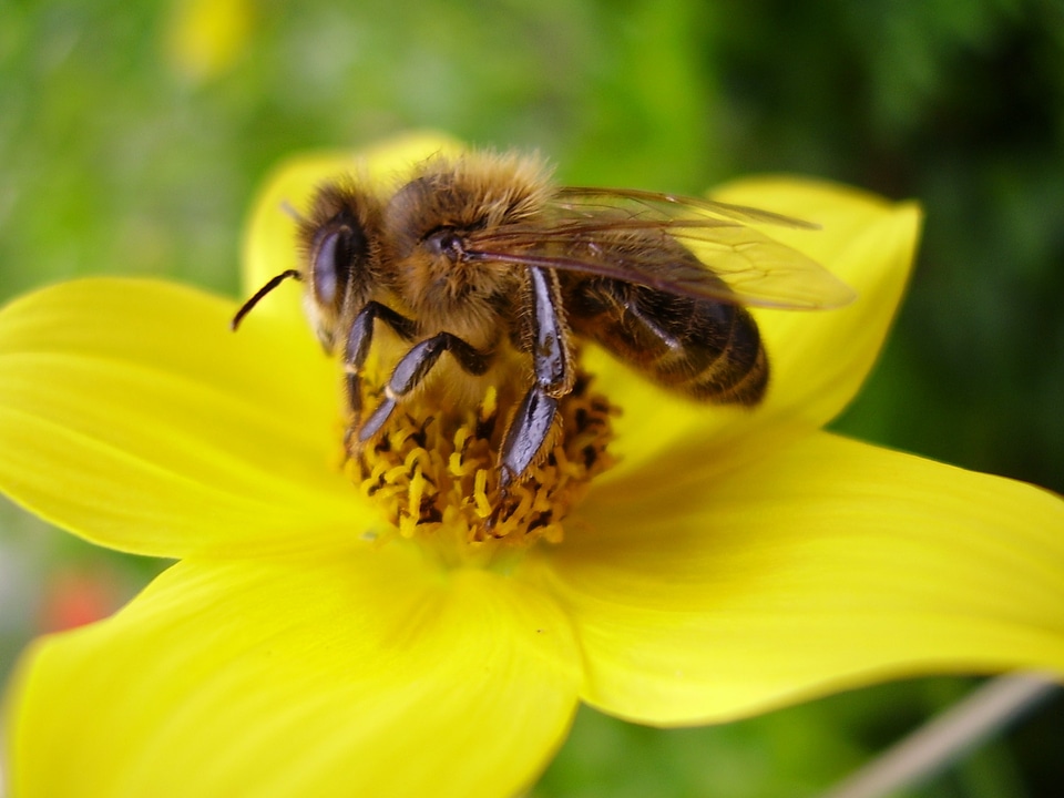 Flower bee yellow