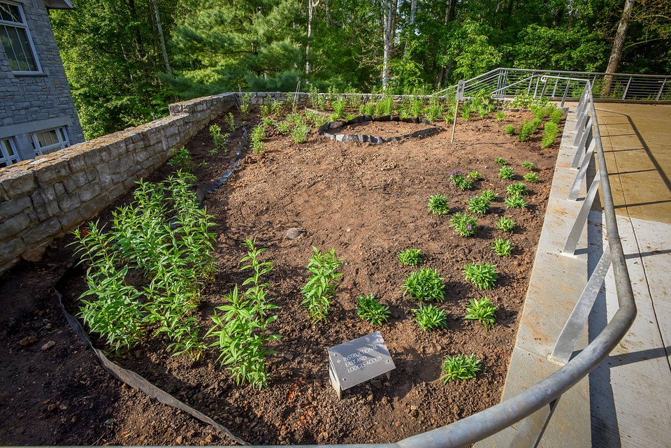 Monarch Waystation Garden-1