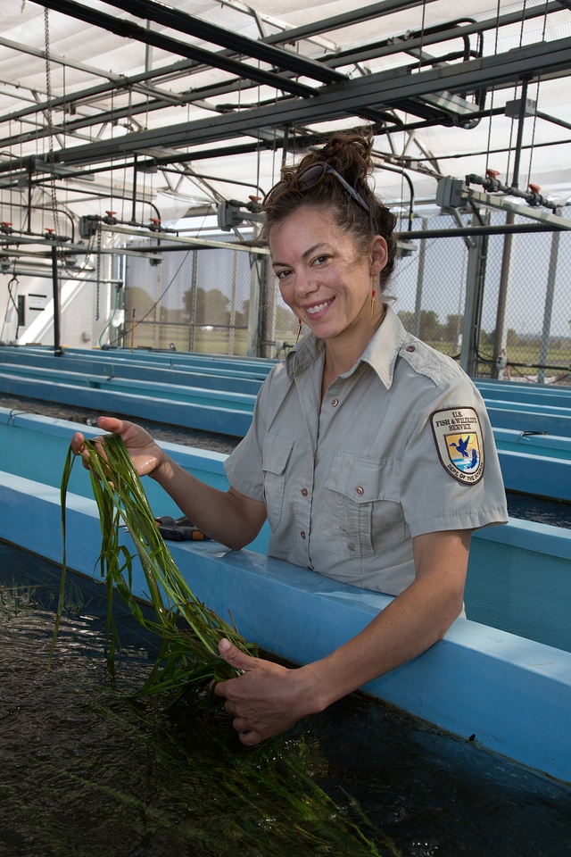 USFWS biologist holds Texas Wild Rice-2