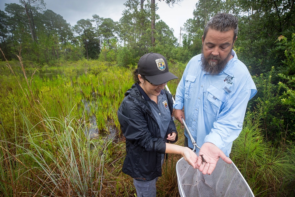 Biologists net a Panama City crayfish-1