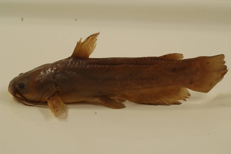 Ameiurus natalis-5