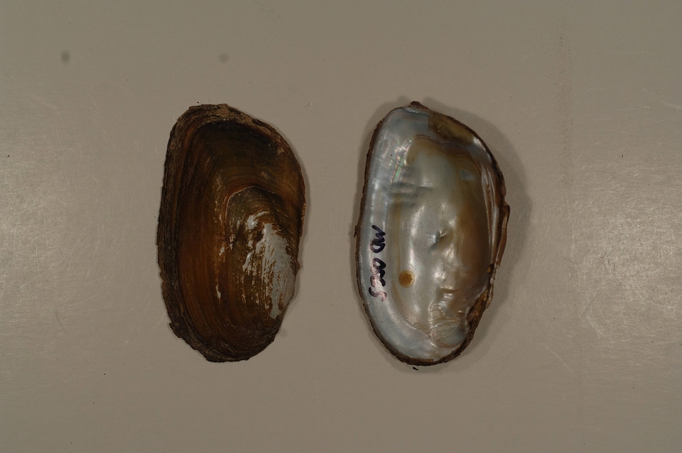 Elliptio complanata-3